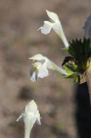 Image result for Galeopsis segetum