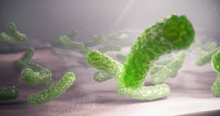 Attēlu rezultāti vaicājumam “Diderma tigrinum macro”