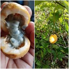 Attēlu rezultāti vaicājumam “Sium latifolium fruit”