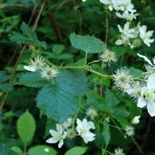 Attēlu rezultāti vaicājumam “Rubus nessensis”