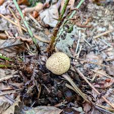 Attēlu rezultāti vaicājumam “Tubifera magna young”