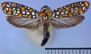 Attēlu rezultāti vaicājumam “Yponomeutidae”