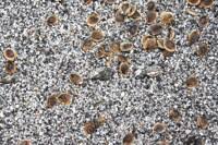 Attēlu rezultāti vaicājumam “Corispermum hyssopifolium fruit”