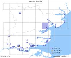 Attēlu rezultāti vaicājumam “Isomira murina”