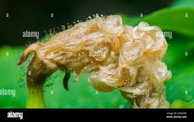 Attēlu rezultāti vaicājumam “Spinellus fusiger”