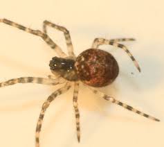 Attēlu rezultāti vaicājumam “Metellina merianae”