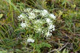 Attēlu rezultāti vaicājumam “Cnidium dubium”