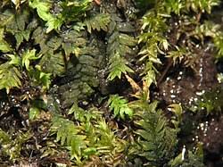 Attēlu rezultāti vaicājumam “Fissidens”