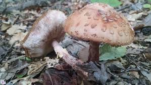 Attēlu rezultāti vaicājumam “Amanita rubescens”