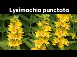 Attēlu rezultāti vaicājumam “Lysimachia”