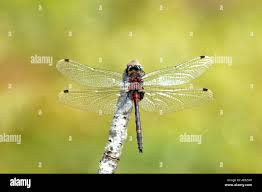 Attēlu rezultāti vaicājumam “Leucorrhinia dubia male”