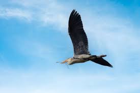 Attēlu rezultāti vaicājumam “Cygnus olor juvenile”