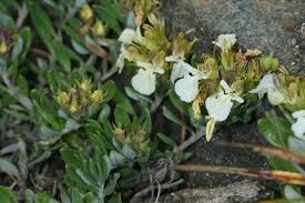 Attēlu rezultāti vaicājumam “Diderma montanum”