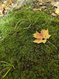 Attēlu rezultāti vaicājumam “Timmia megapolitana”