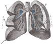 Lung - Wikipedia, the free encyclopedia