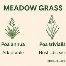 Attēlu rezultāti vaicājumam “Poa trivialis”