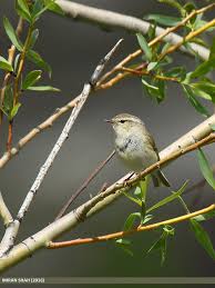Attēlu rezultāti vaicājumam “Phylloscopus trochiloides”
