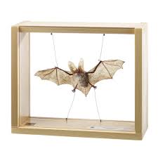 Attēlu rezultāti vaicājumam “Plecotus auritus”