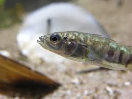 Attēlu rezultāti vaicājumam “Gasterosteus aculeatus”