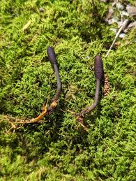 Attēlu rezultāti vaicājumam “Cordyceps ophioglossoides”