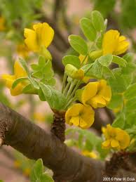 Attēlu rezultāti vaicājumam “Caragana arborescens fruit”