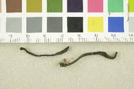 Attēlu rezultāti vaicājumam “Geoglossum sp.”