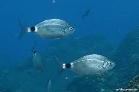 Image result for Oblada melanurus