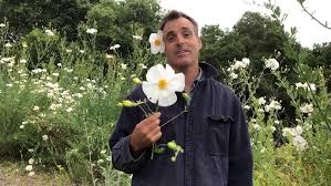 Image result for Romneya coulteri