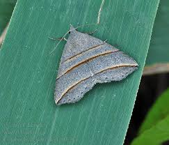 Attēlu rezultāti vaicājumam “Colobochyla salicalis”