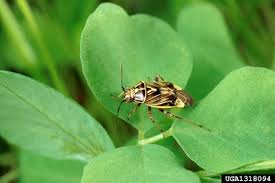 Attēlu rezultāti vaicājumam “Lygus nymph”