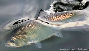 Image result for Alosa sapidissima