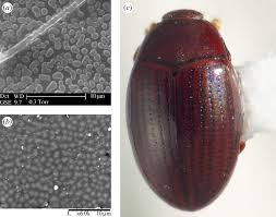 Attēlu rezultāti vaicājumam “Alticinae”