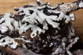 Attēlu rezultāti vaicājumam “Hypogymnia tubulosa”