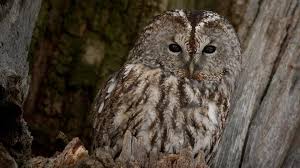 Attēlu rezultāti vaicājumam “Strix aluco female”