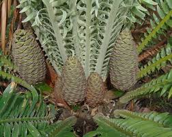 Attēlu rezultāti vaicājumam “Cephaloziella elachista macro”