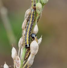 Attēlu rezultāti vaicājumam “Evergestis extimalis”