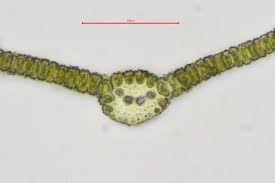 Attēlu rezultāti vaicājumam “Oxystegus tenuirostris”