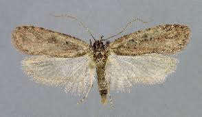 Attēlu rezultāti vaicājumam “Agonopterix ciliella”