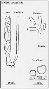 Attēlu rezultāti vaicājumam “Mollisia amenticola”