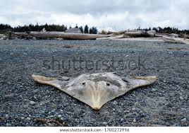 Image result for Amblyraja hyperborea