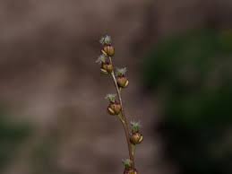 Attēlu rezultāti vaicājumam “Juncaginaceae”