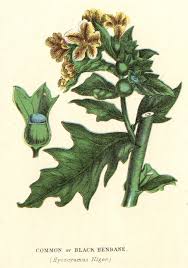 Attēlu rezultāti vaicājumam “Hyoscyamus niger”