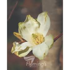 Attēlu rezultāti vaicājumam “Magnolia acuminata flower”