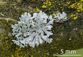 Attēlu rezultāti vaicājumam “Physcia adscendens”