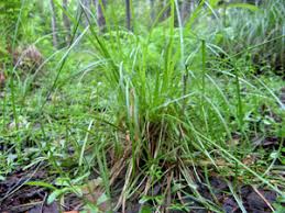 Attēlu rezultāti vaicājumam “Carex loliacea”
