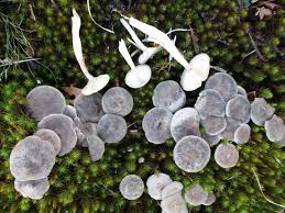 Attēlu rezultāti vaicājumam “Cantharellula umbonata”