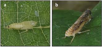 Attēlu rezultāti vaicājumam “Macrosteles nymph”
