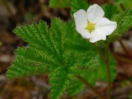 Attēlu rezultāti vaicājumam “Rubus chamaemorus flower”