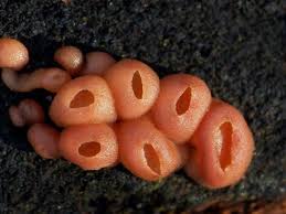 Attēlu rezultāti vaicājumam “Craterocolla cerasi”