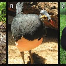 Attēlu rezultāti vaicājumam “Numida meleagris adult”